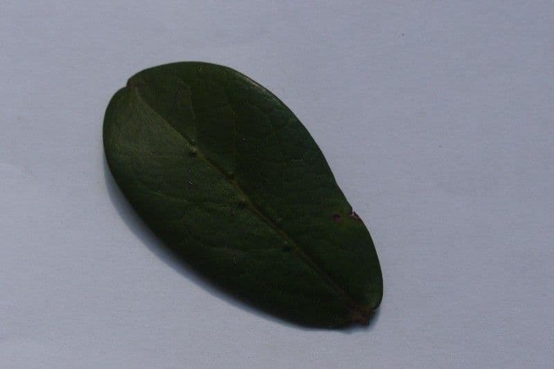Pyrostria 25