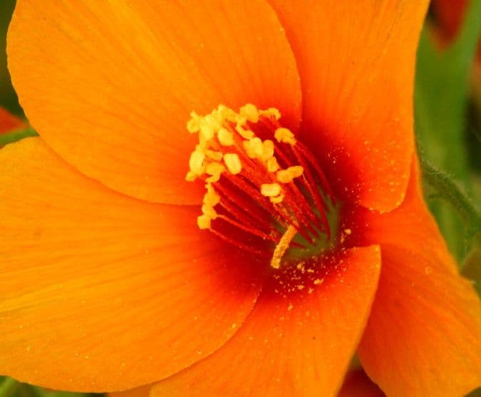 Mentzelia pectinée