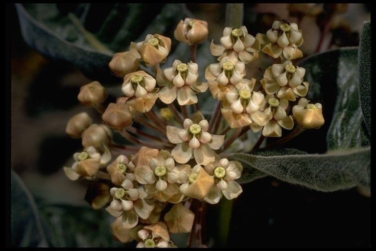 Asclepias 3
