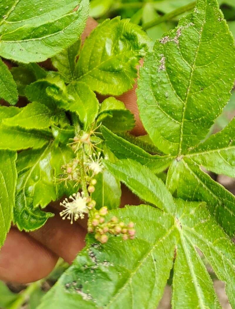 Croton lobato 7