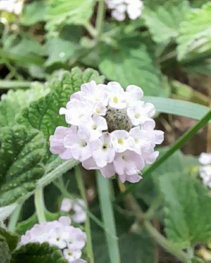 Lippia