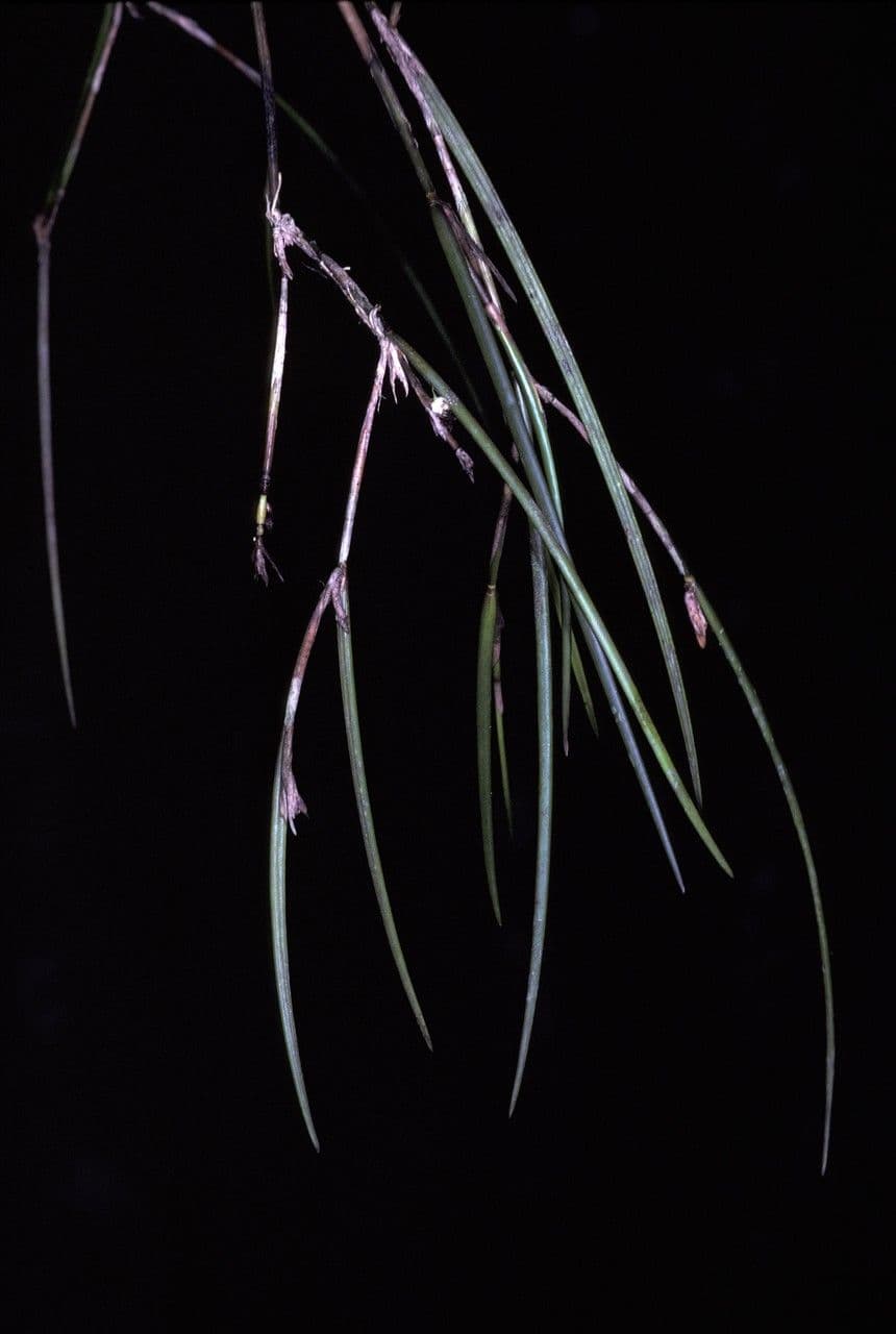 Scaphyglottis