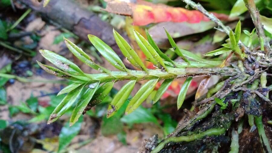 Dichaea 16