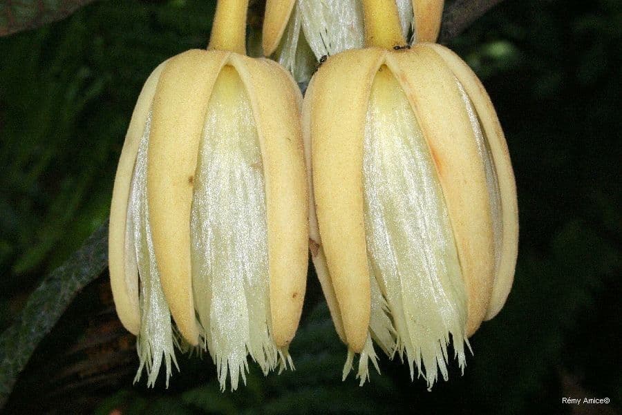 Elaeocarpus 2
