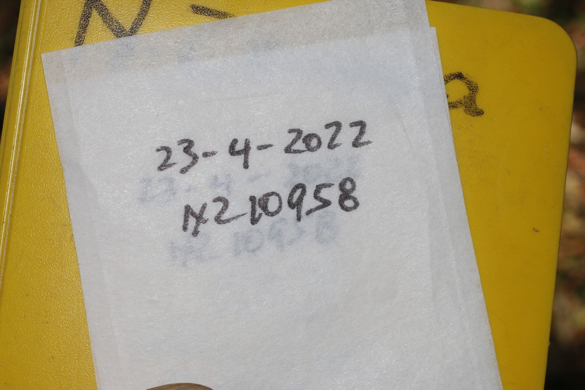 Avocado 28