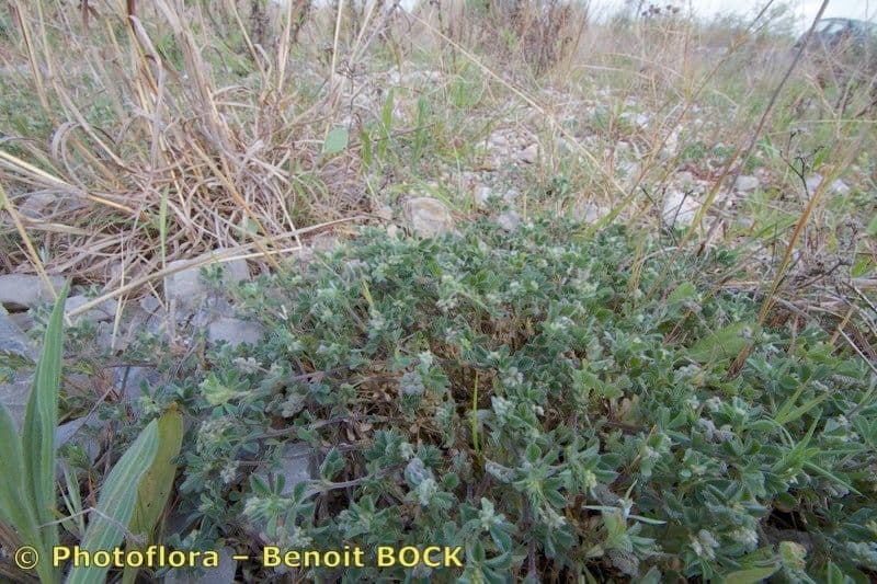 Medicago 10