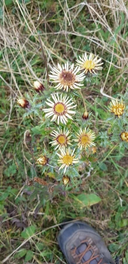Carlina comune 29