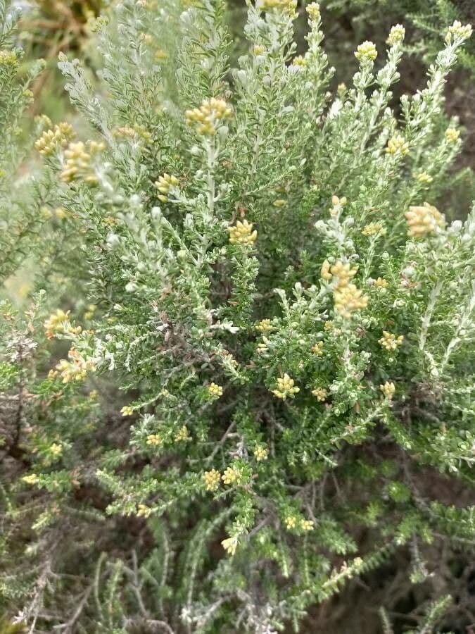 Ozothamnus 7