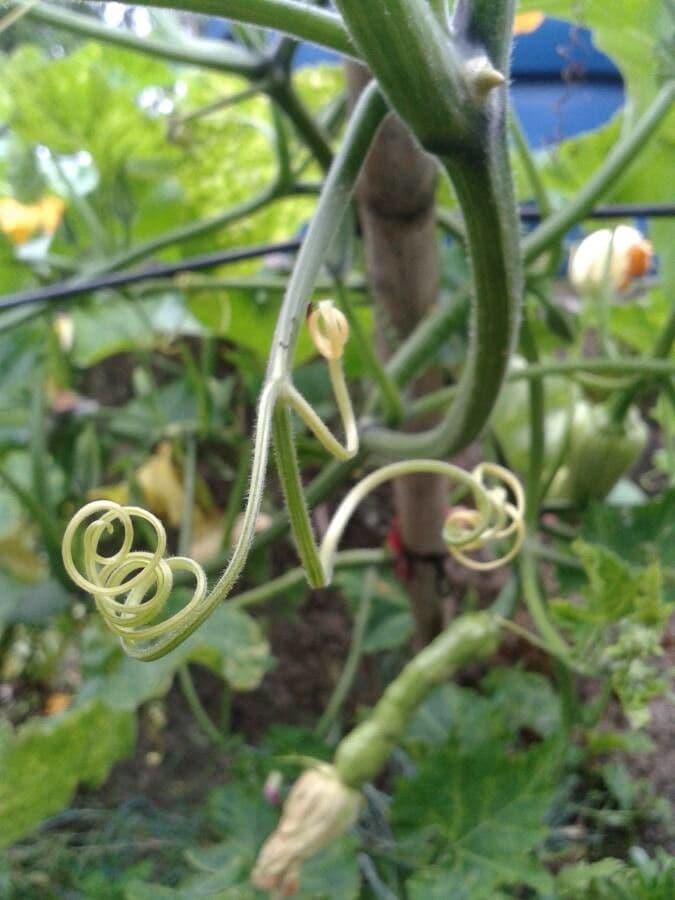 Bitter bottle gourd 22