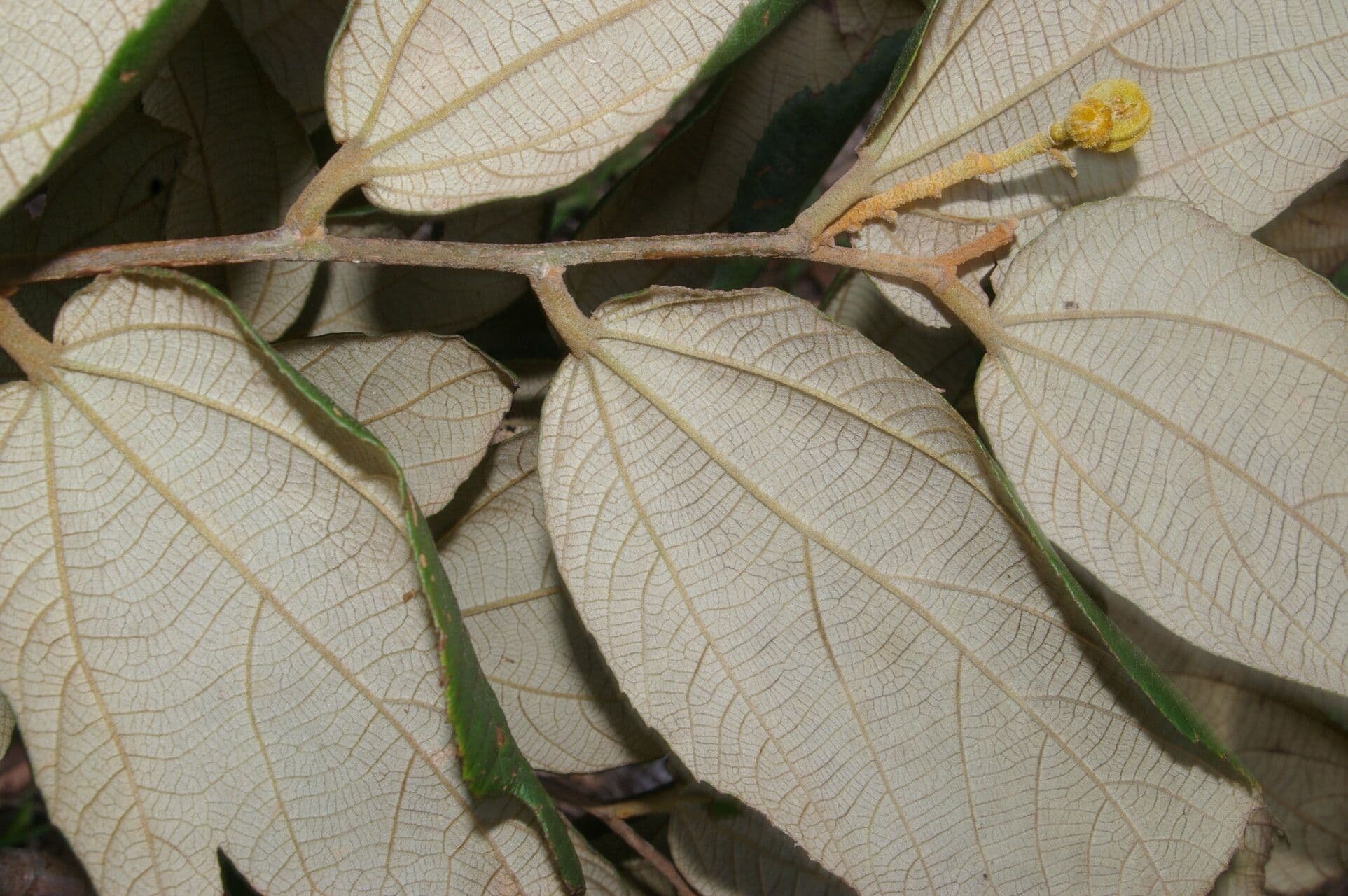 Luehea 4
