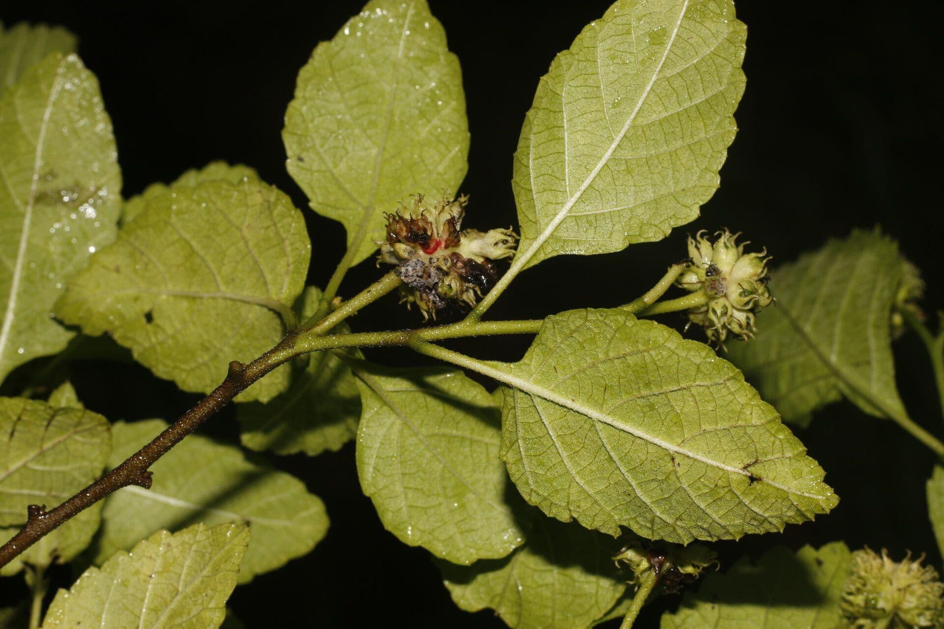 Varronia bullata 3