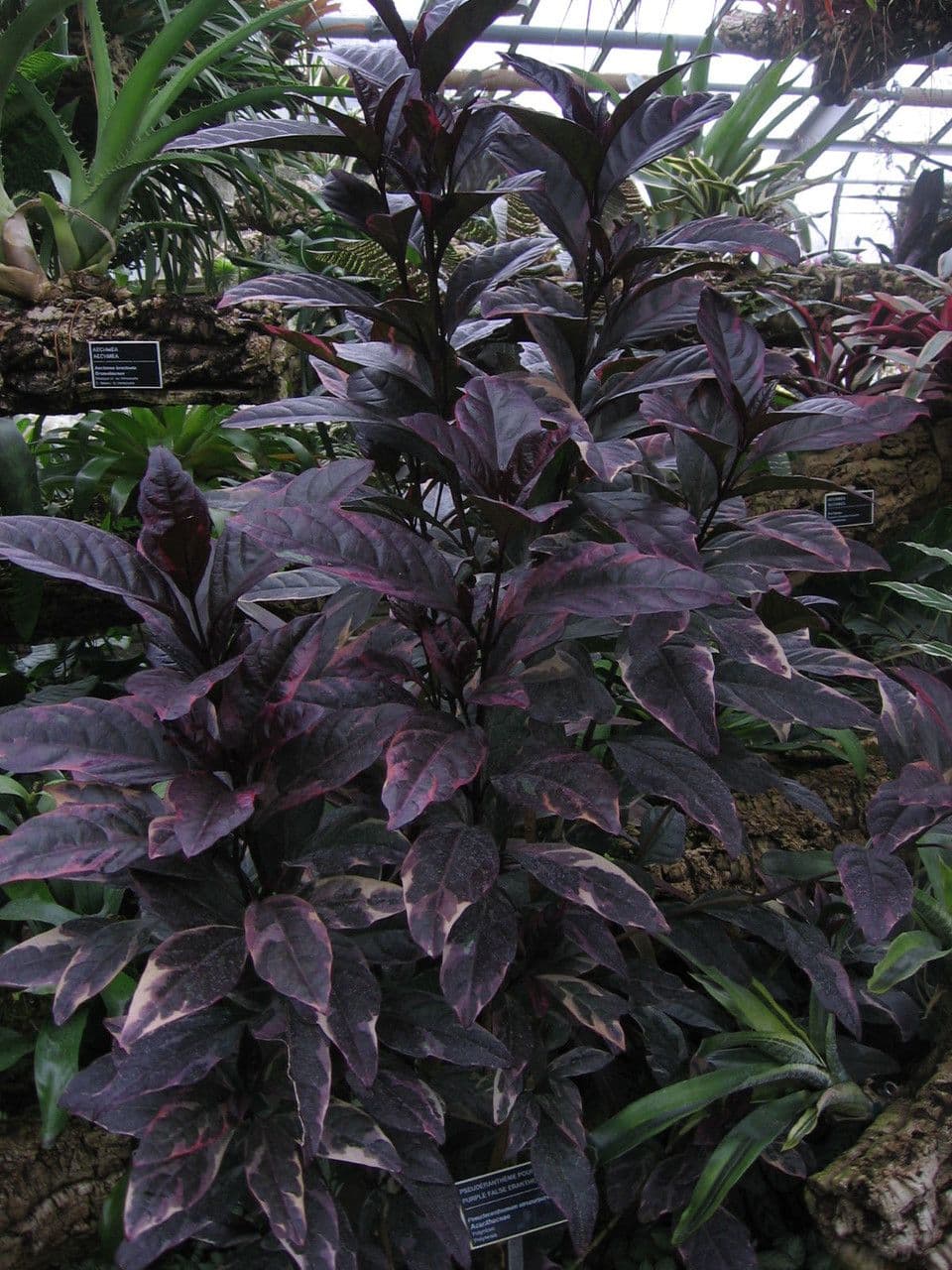 Pseuderanthemum 14