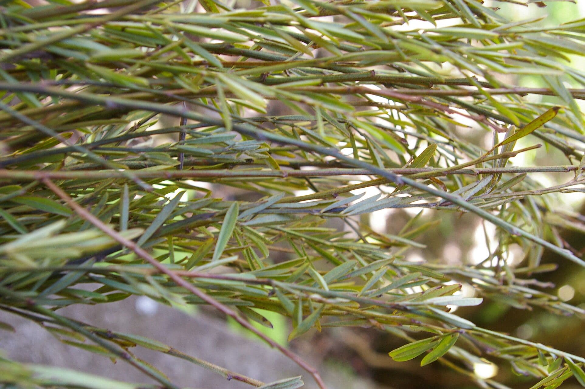 Indigofera 18