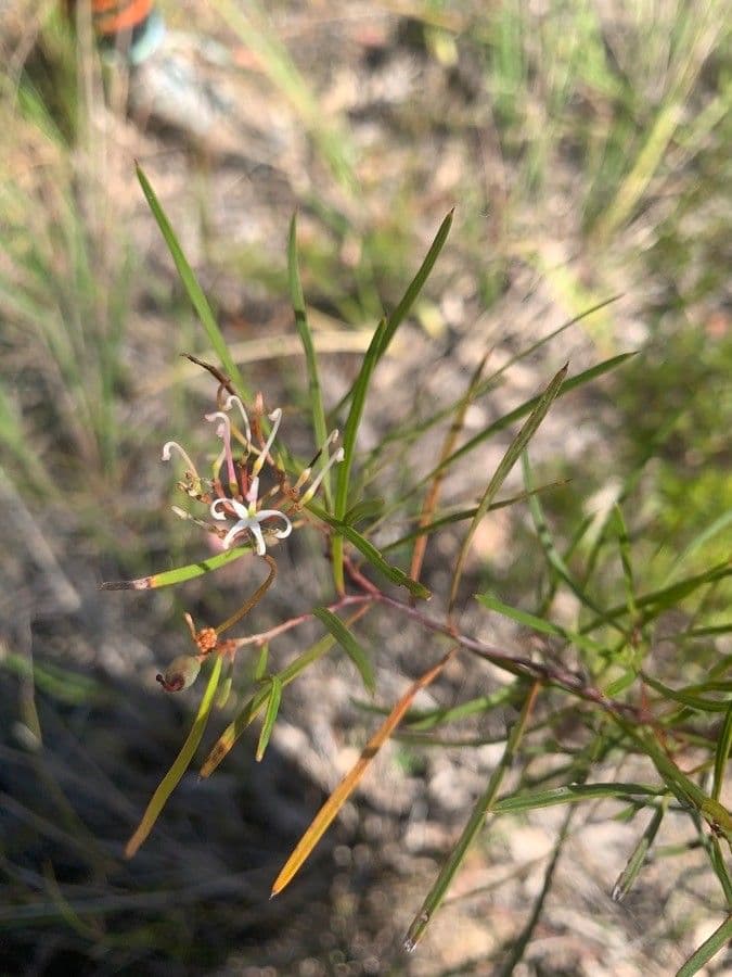 Kleinblütige Grevillea