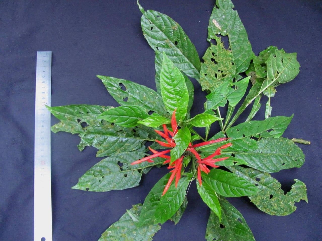 Aphelandra 20