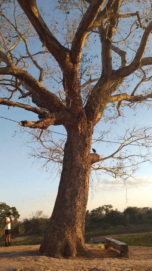 Sterculia 19