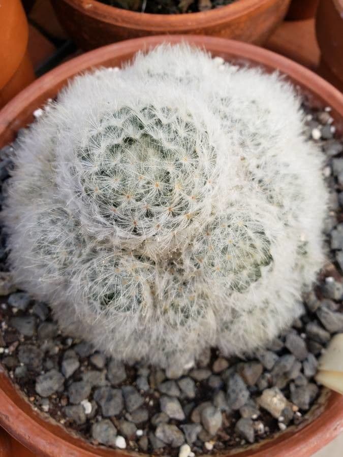 Cactus pluma 12