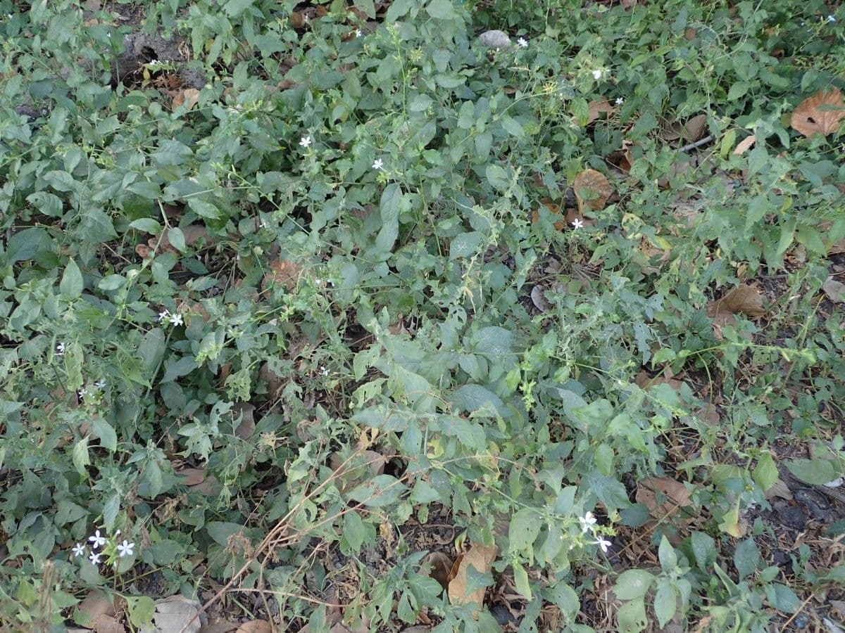 Plumbago zeylanica 14