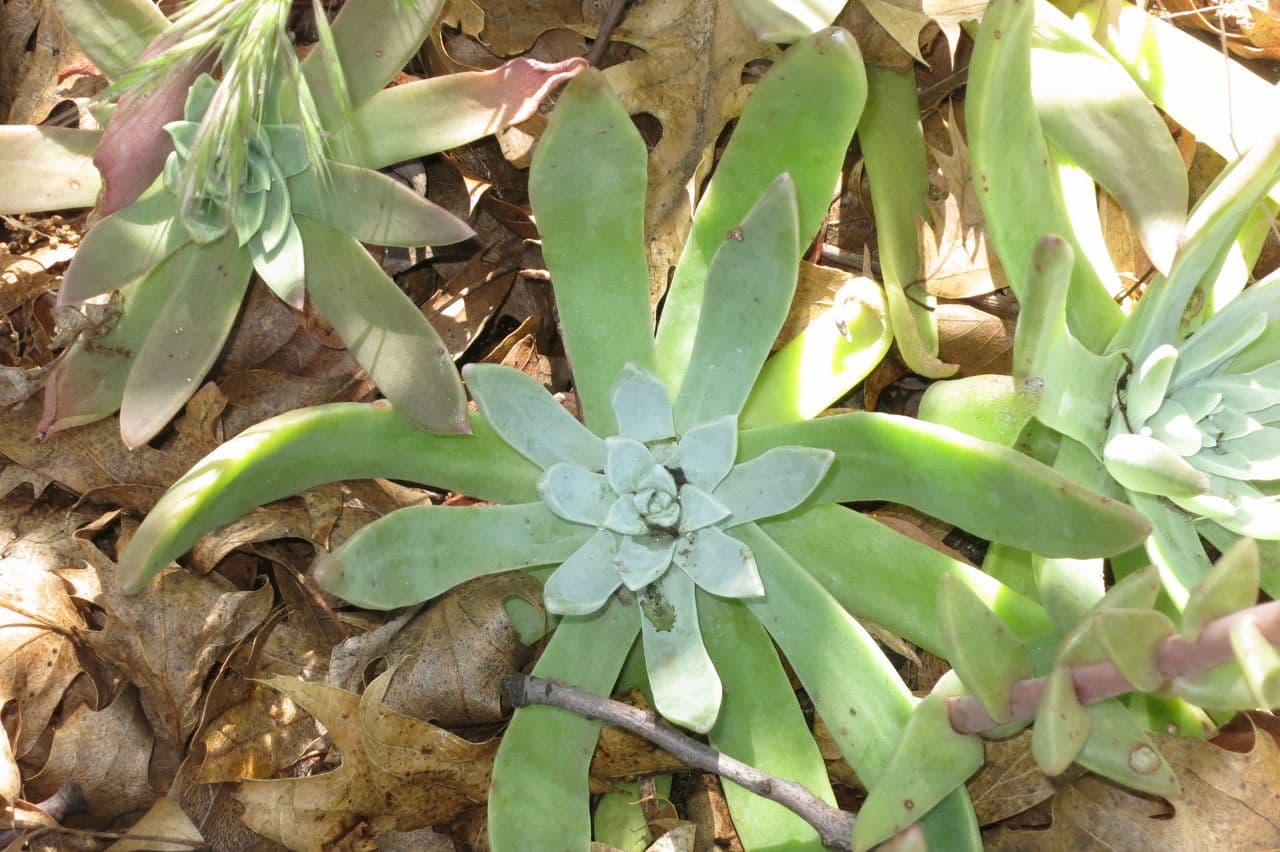 Dudleya costera 2