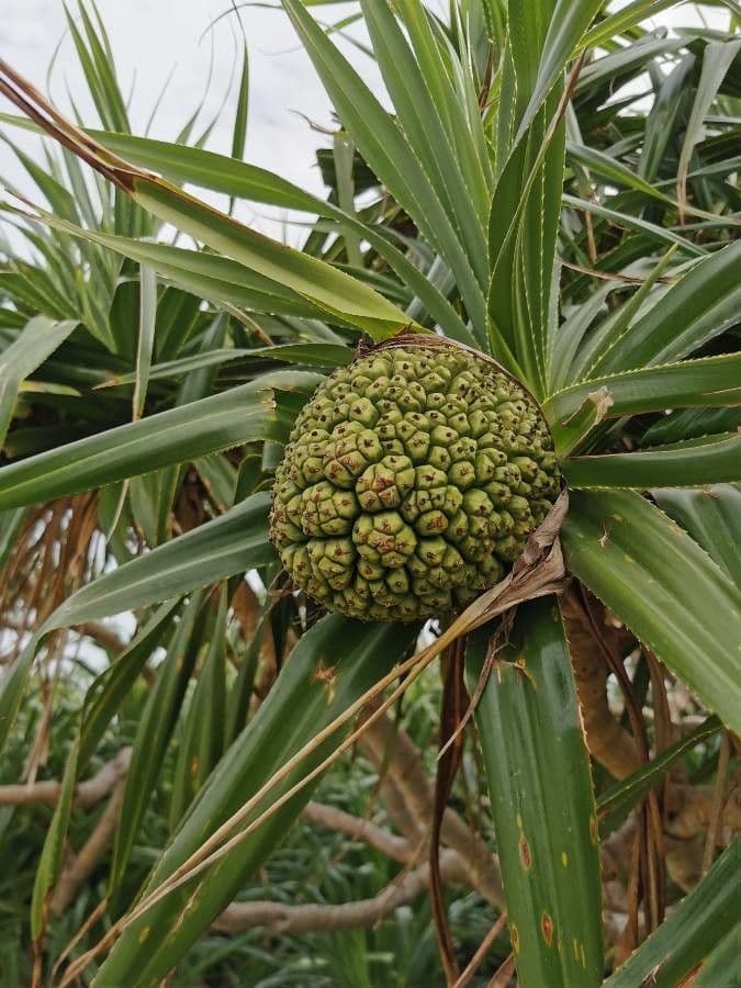 Pandanus tectorius 4