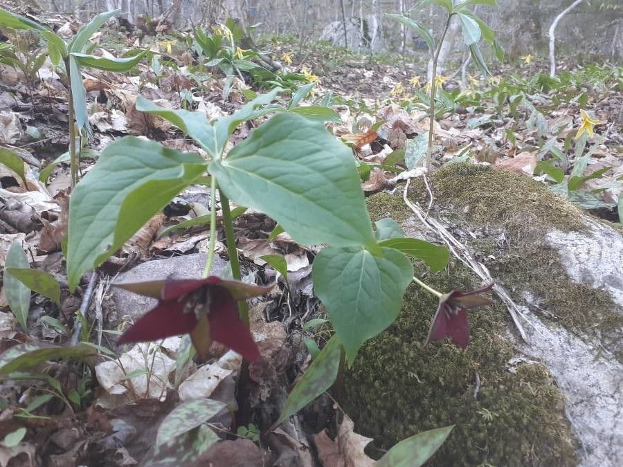 Trillium eretto 6