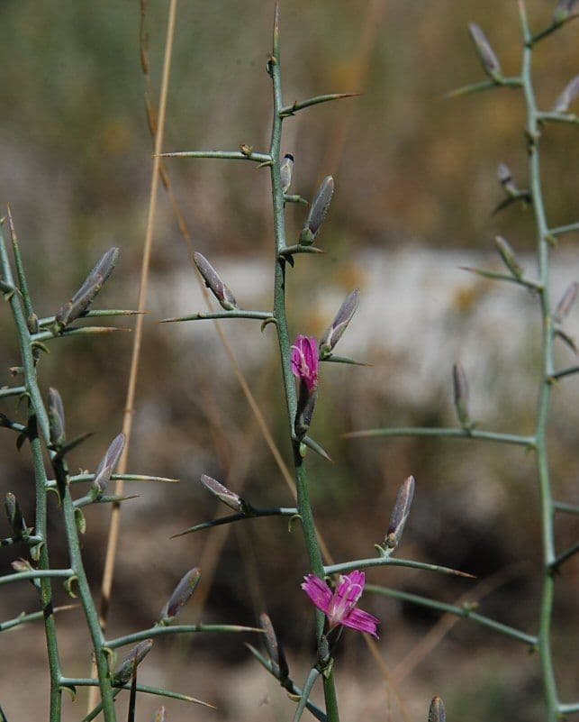 Pleiacanthus spinosus 4