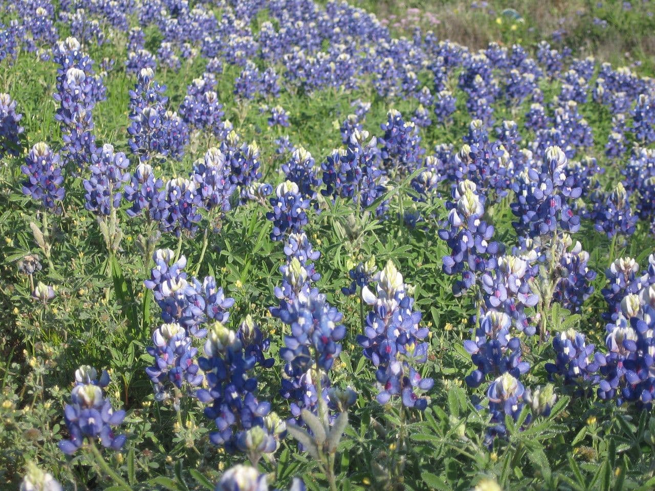 Lupinus texensis 22