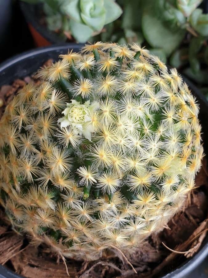 Mammillaria 8
