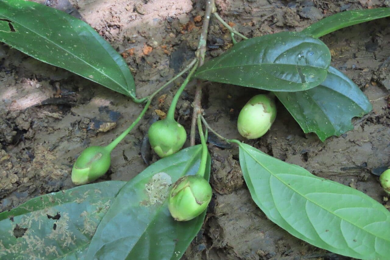 Quararibea 12