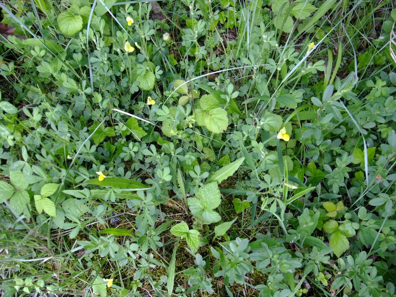 Spargelklee 12