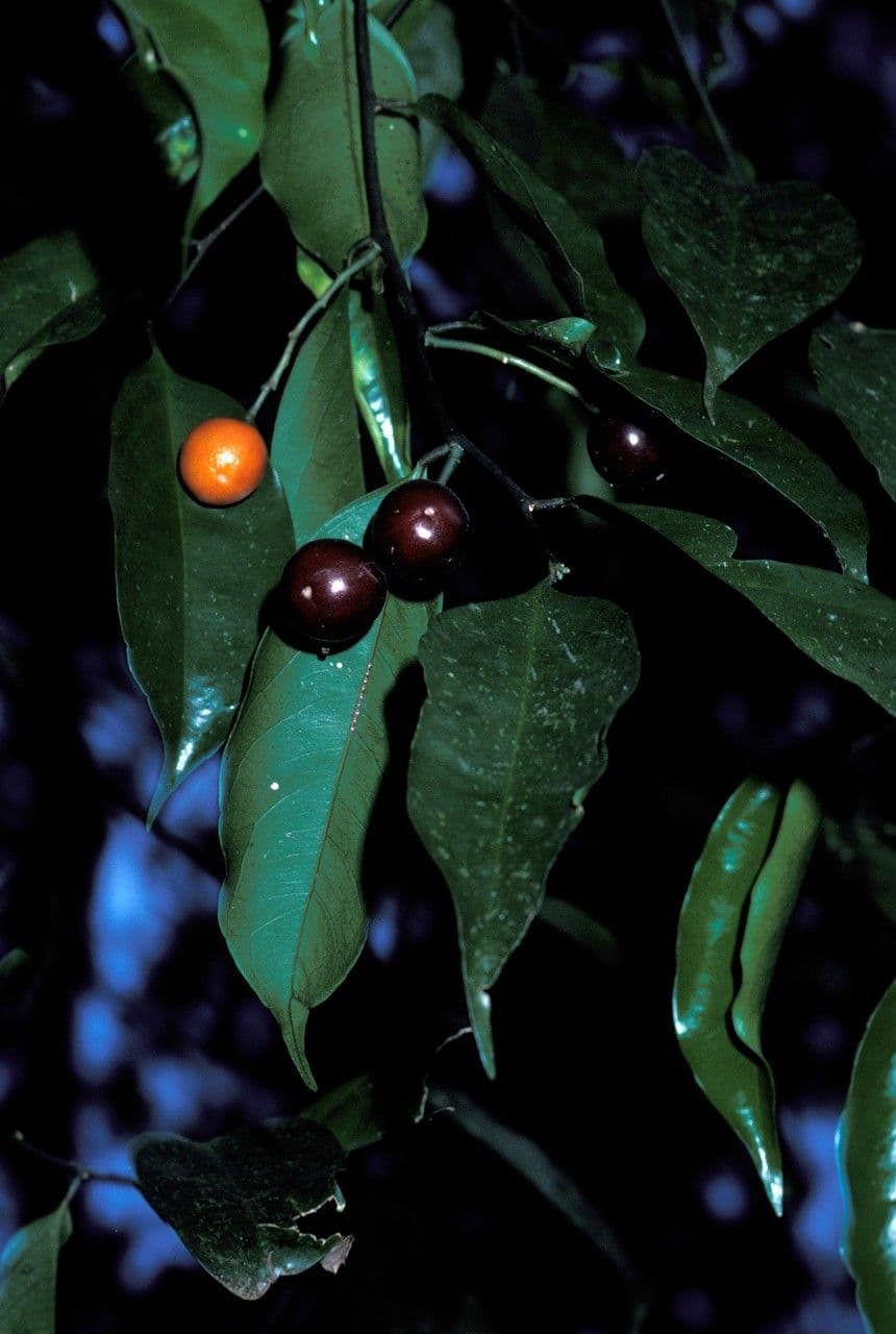 Xanthophyllum