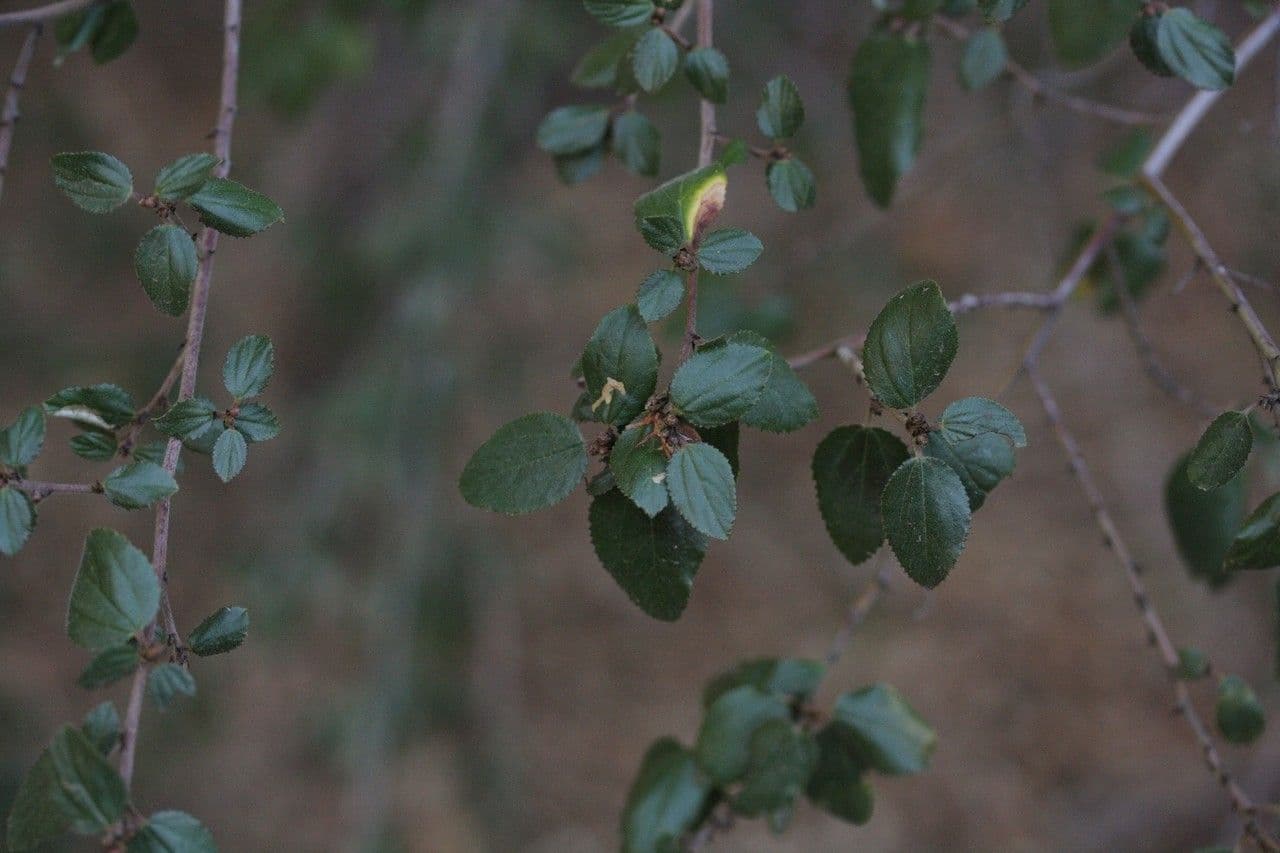 Behaarter Ceanothus 13