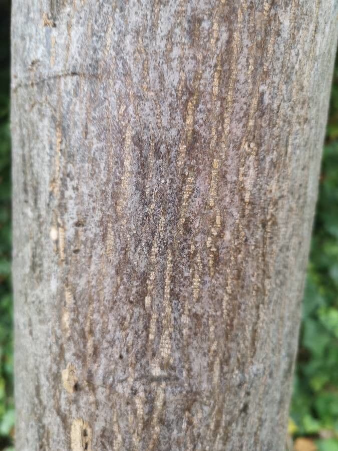 Cassia spectabilis 20