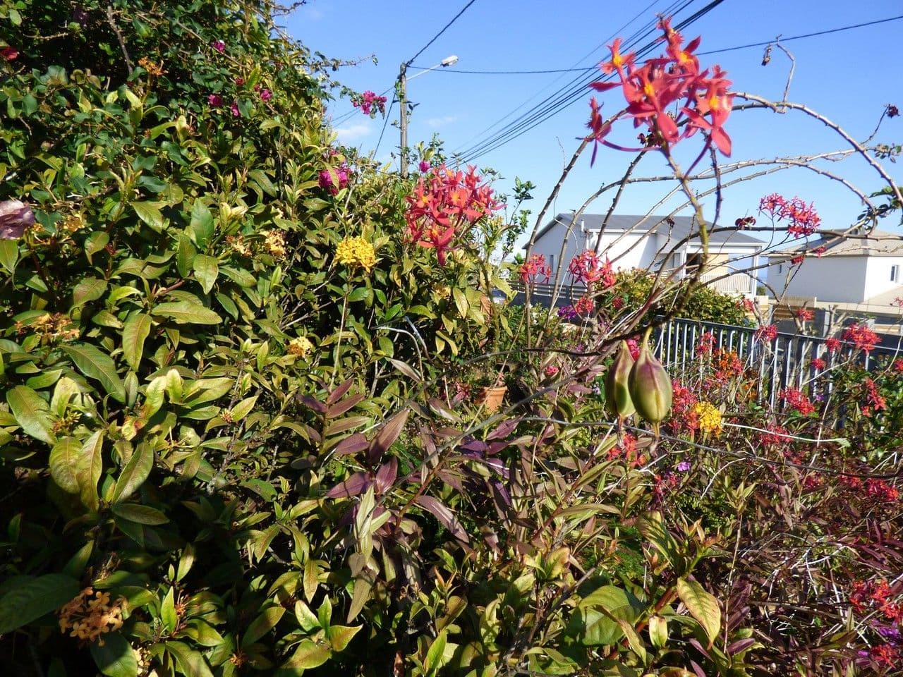 Epidendrum radicans 13