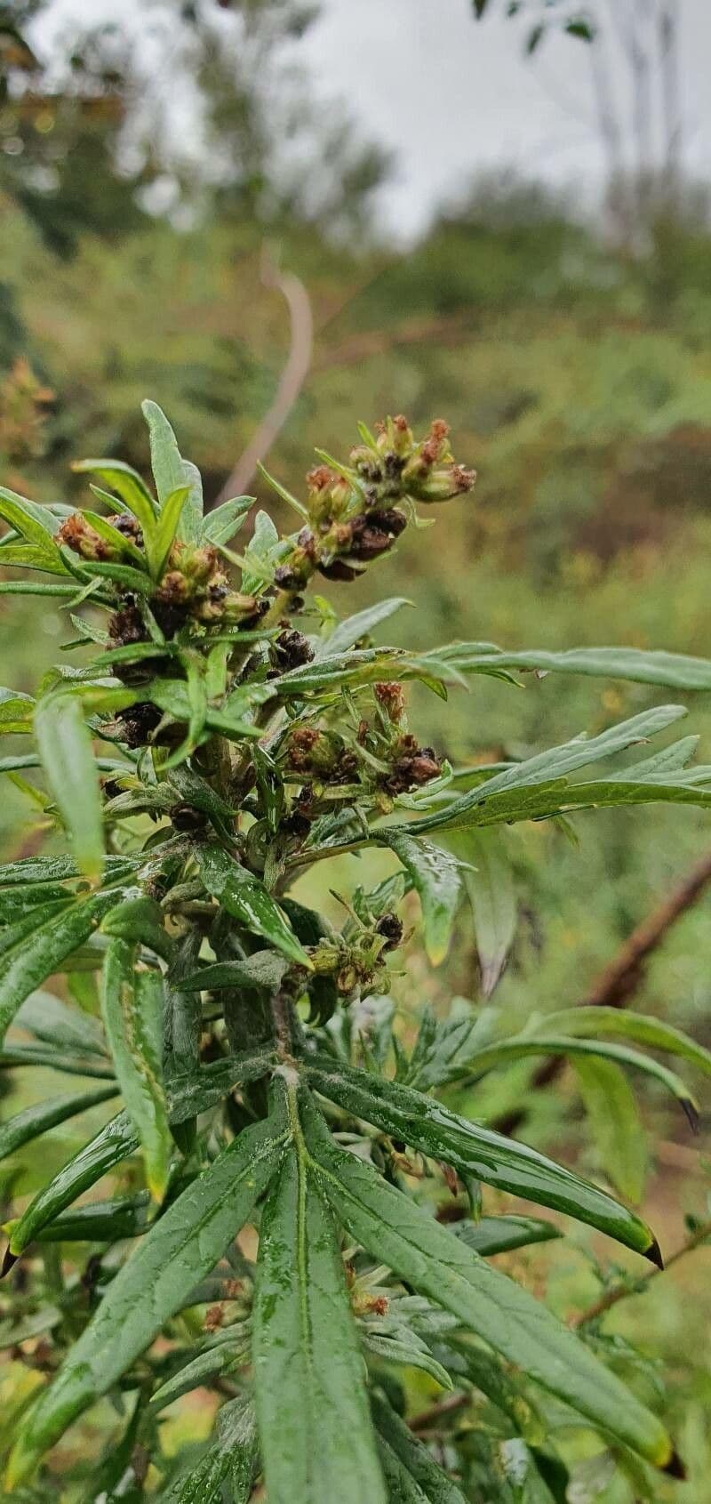 Bylica Verlota 9