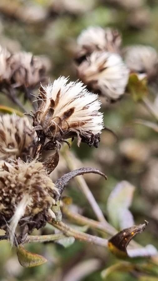 Neubelgische Aster 5