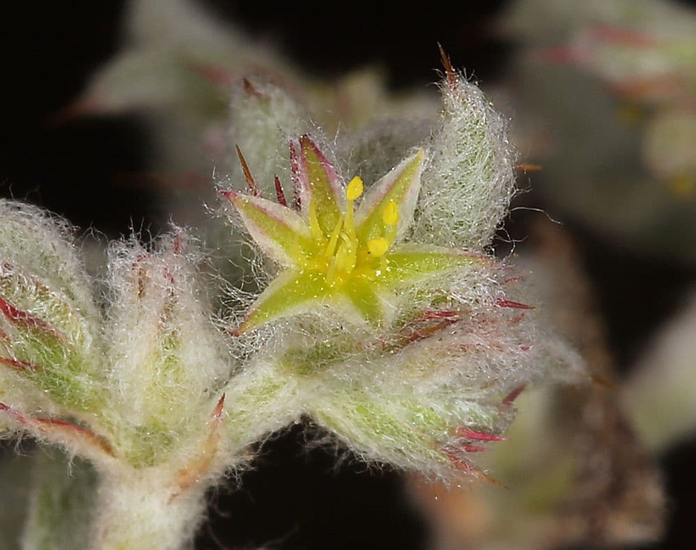 Hollisteria lanata 3