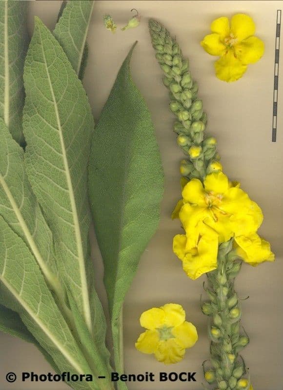 Großblütige Königskerze 28