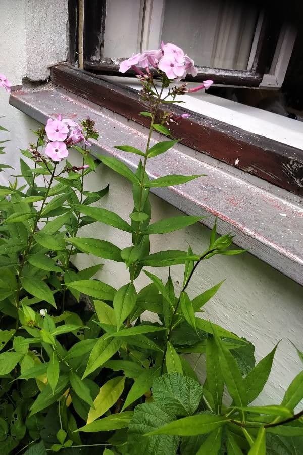 Gefleckte Phlox 9