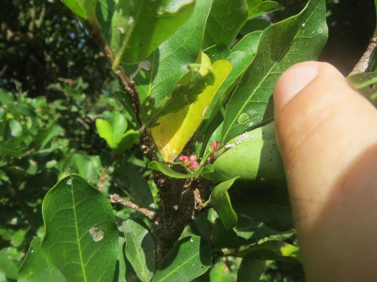 Ciliegio di Barbados 30