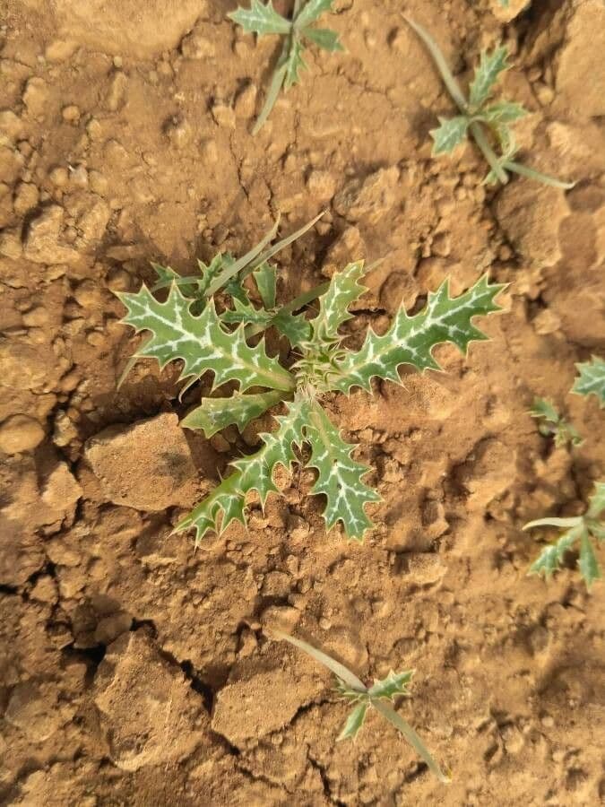 Argemone 13
