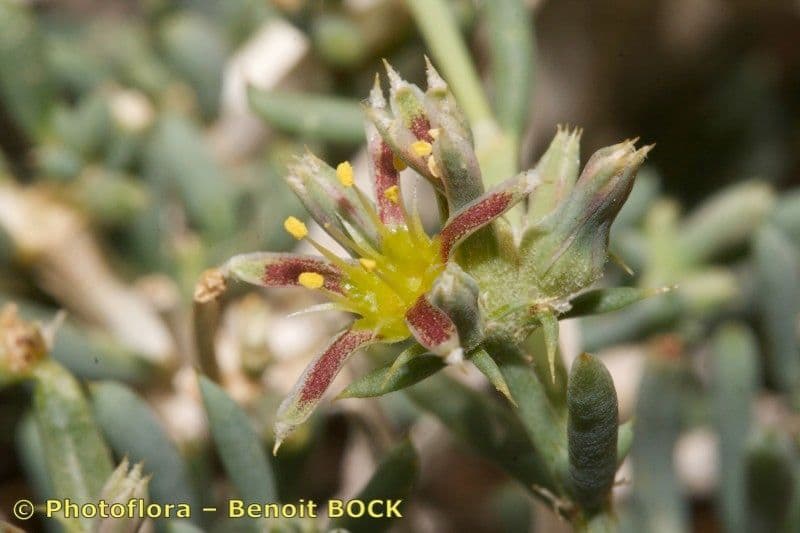 Gymnocarpos 6