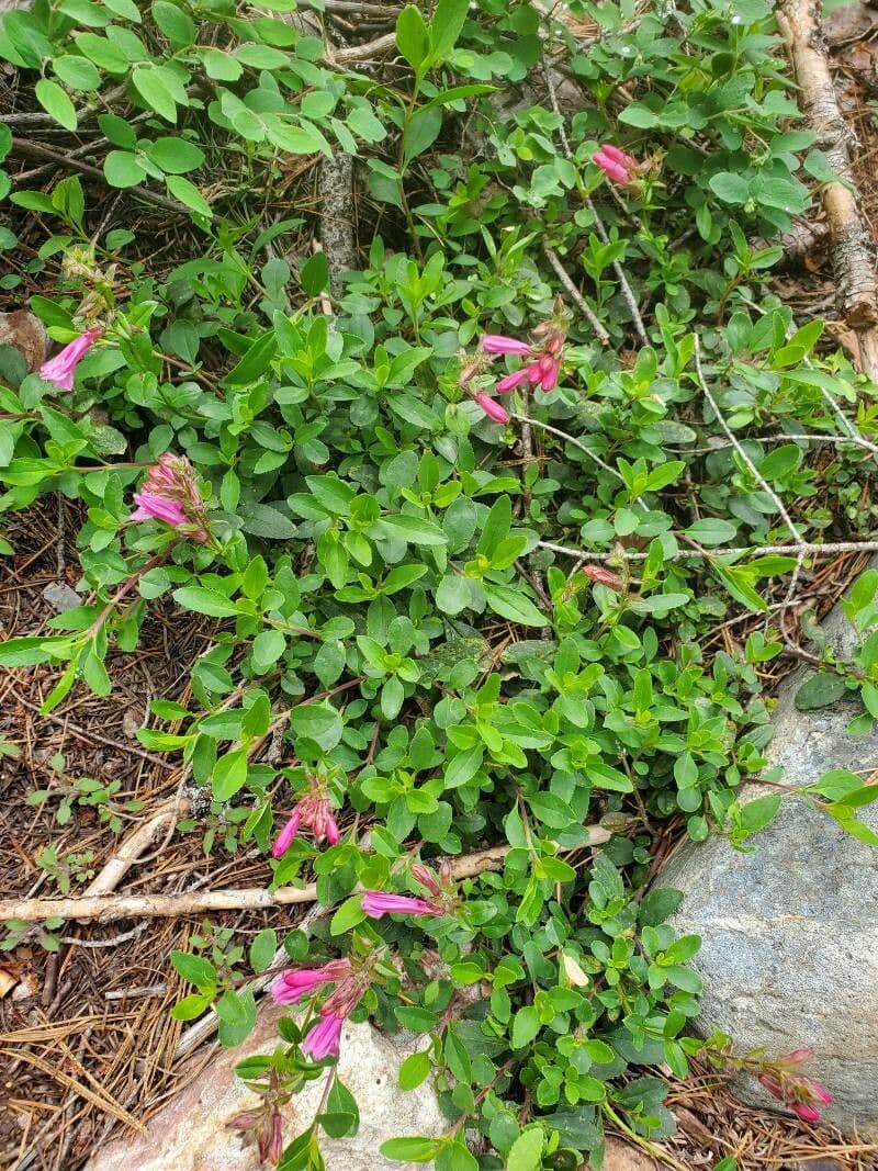 Penstemon newberryi 12