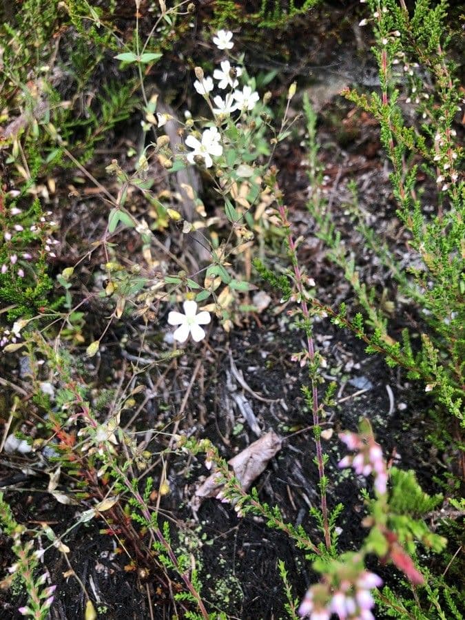 Silene rupestre 4