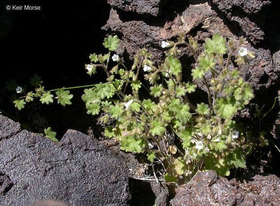 Phacelia 10