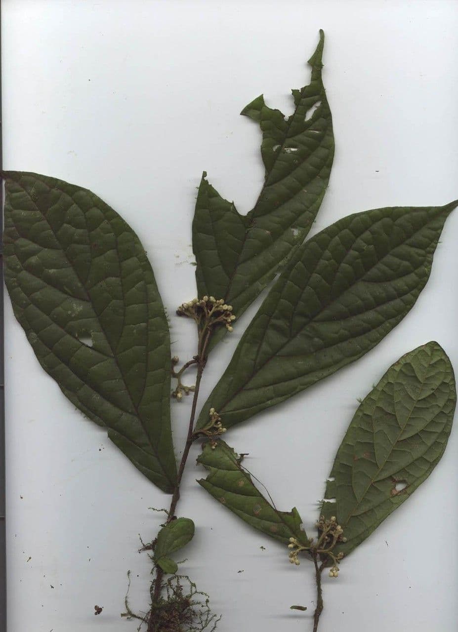 Dichapetalum 19