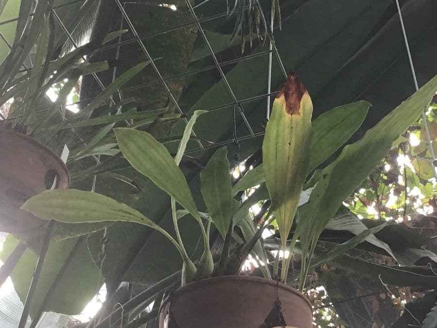 Coelogyne 7