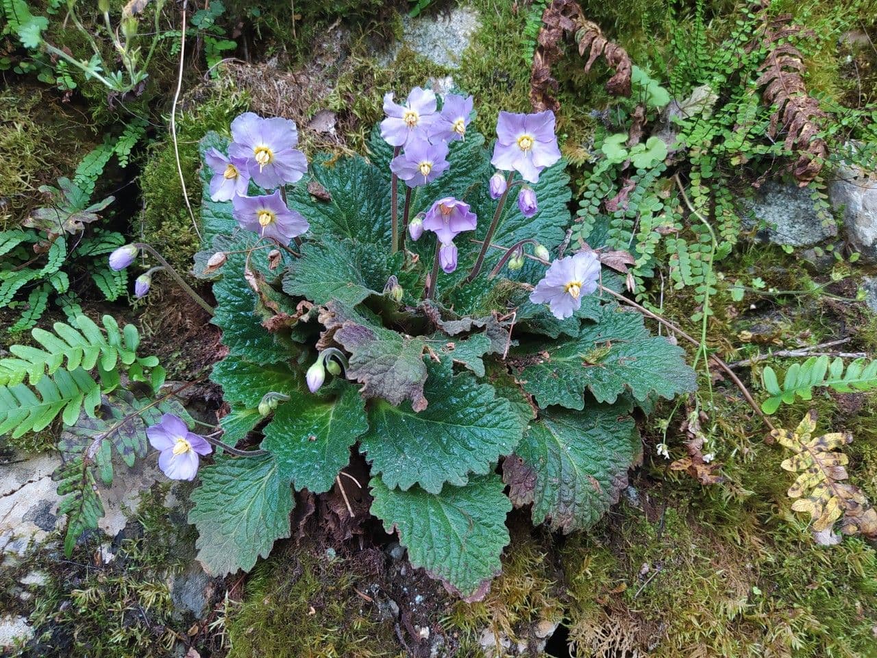 Ramonda Mycona 11