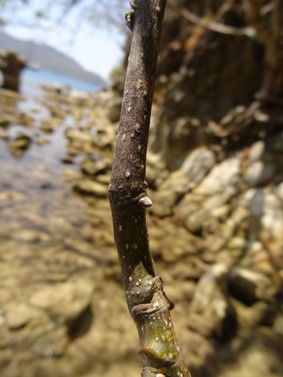 Piscidia carthagenensis 17