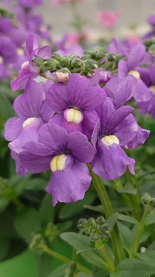 Nemesia arbustiva 5